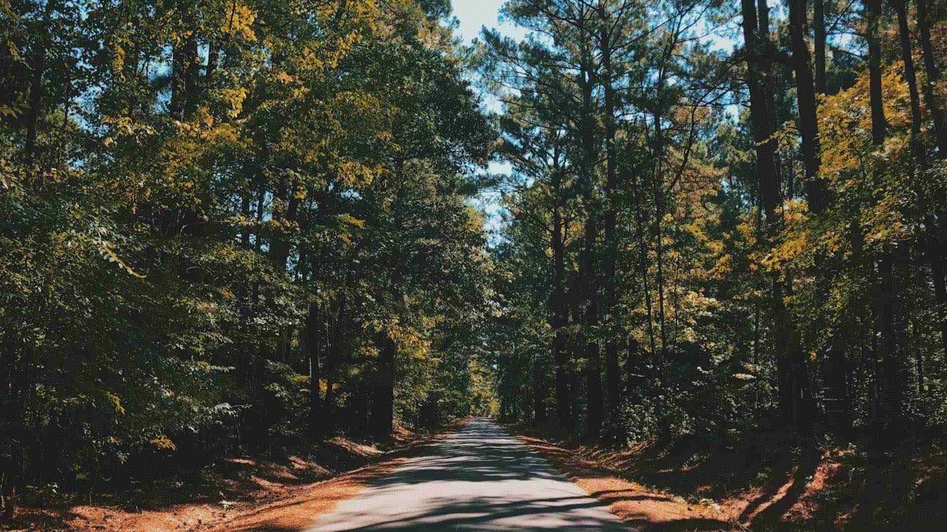 East Texas pine landscape representing a local buyer rooted in the community